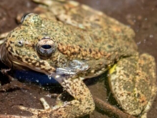 U.S. Proposes 760,071 Acres of Critical Habitat for California's Foothill Yellow-Legged Frog