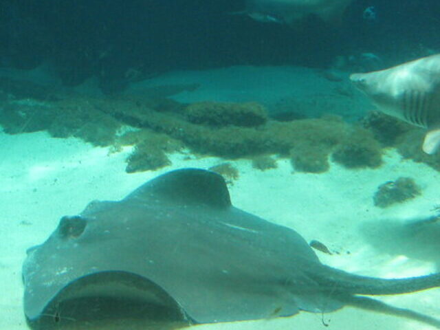 Sharks and a sting ray at the Coney Island aquarium