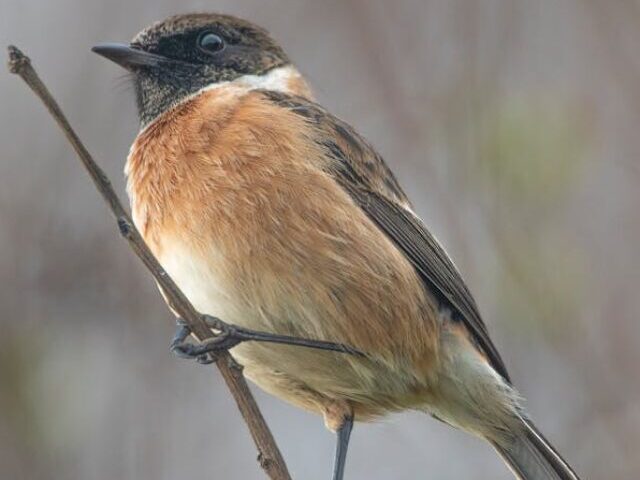 cropped-UK-Garden-Birds-Decline-38-Million-Lost-in-50-Years-1.jpg