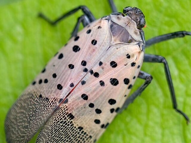 UK's 6 Million Blackbirds Threatened by Mosquito-Borne Usutu Virus (5)