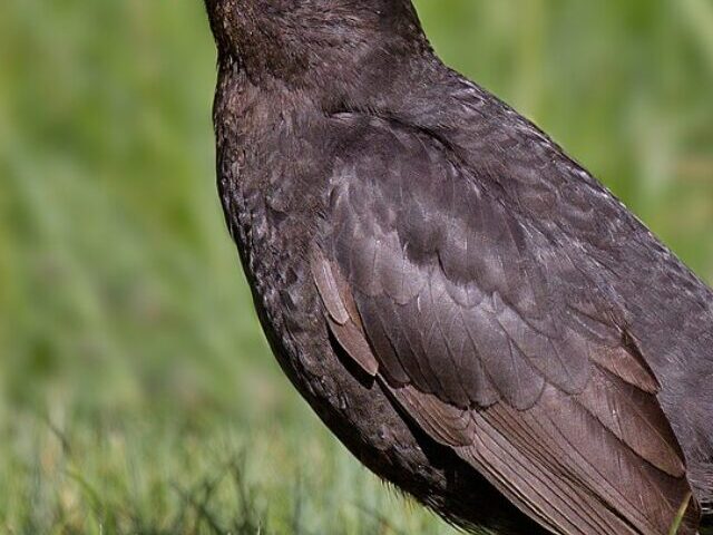 Common Blackbird