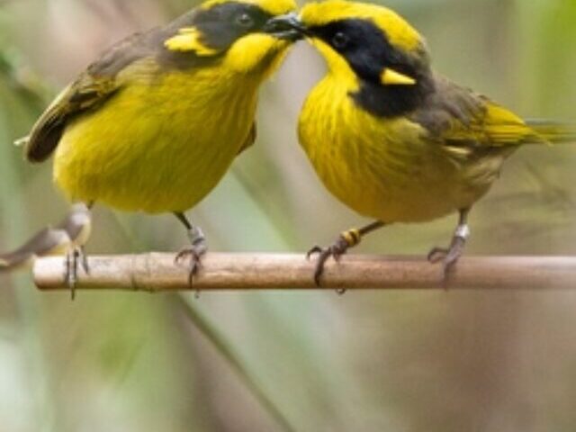 cropped-Victorias-Endangered-Birds-Conservation-Efforts-Triple-Helmeted-Honeyeater-Numbers-to-250-in-the-Wild_Feature-Image.jpg