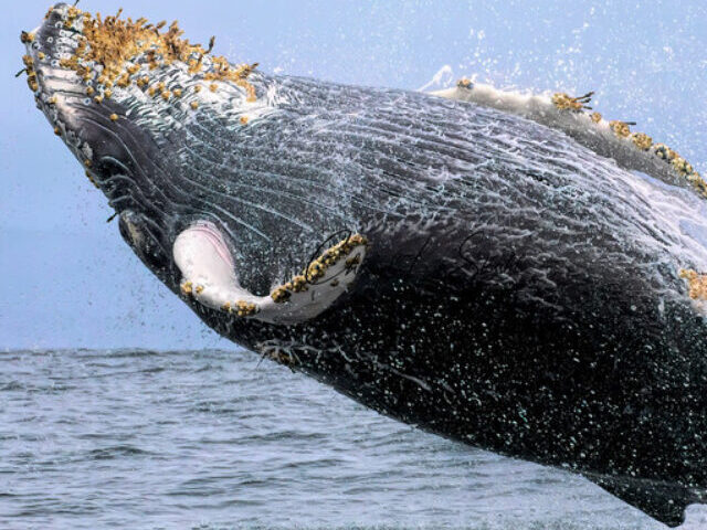 Representative Image. Breaching With Barnacles