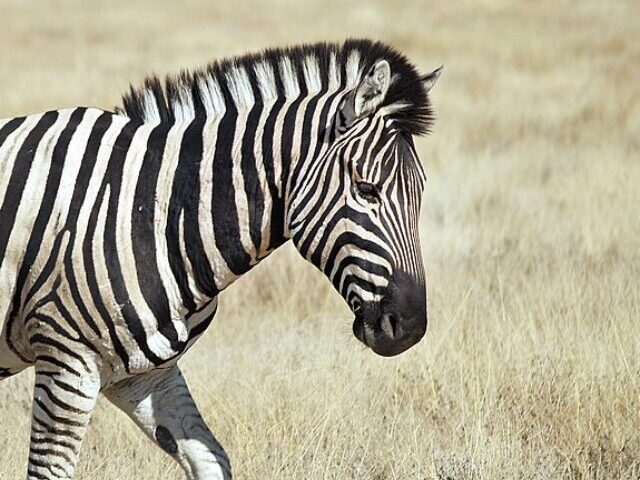 Zebra Dies in Rare Rhino Encounter at Colchester Zoo (4)