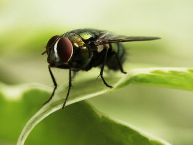 Zombie Fungus Makes Flies Climb, Mate With Corpses, and Spread Infection(19)