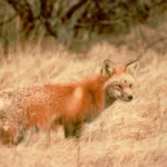 Sierra Nevada red fox - Facts, Diet, Habitat & Pictures on Animalia.bio