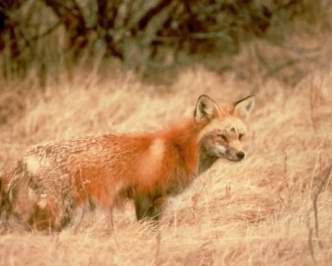 Sierra Nevada red fox - Facts, Diet, Habitat & Pictures on Animalia.bio