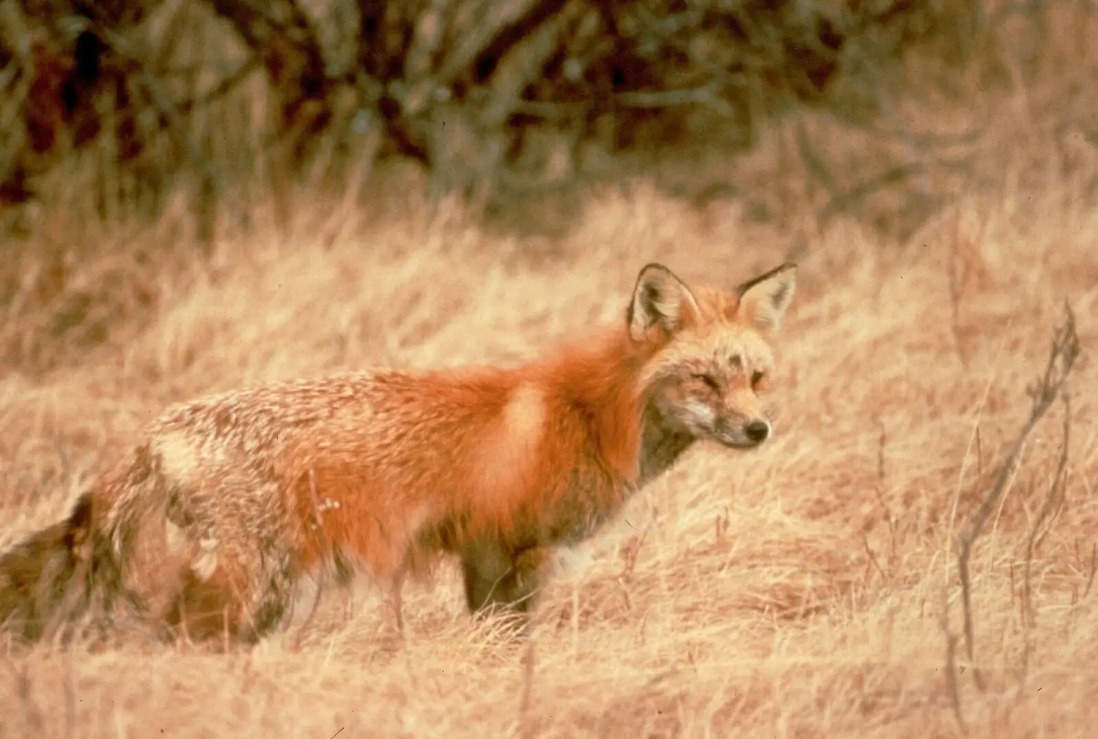 Sierra Nevada red fox - Facts, Diet, Habitat & Pictures on Animalia.bio