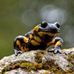 Fire salamander. Photo Source: Bergheimatfilm (Pexels)