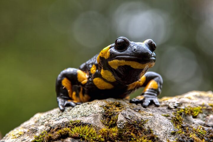 Fire salamander. Photo Source: Bergheimatfilm (Pexels)