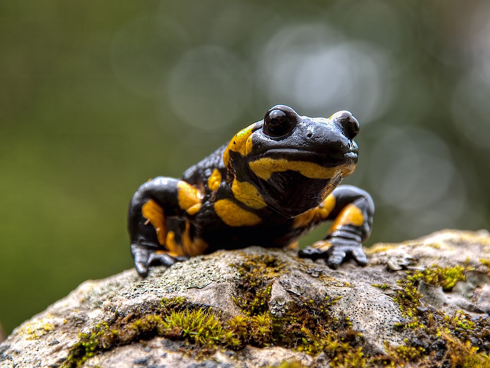 Fire salamander. Photo Source: Bergheimatfilm (Pexels)