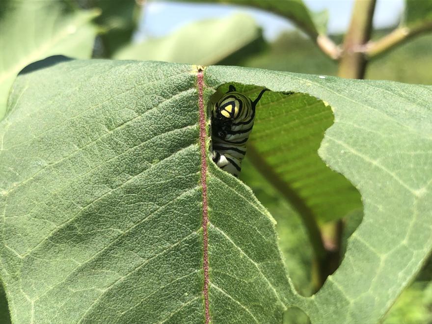 a close-up view of a green leaf with a caterpillar partially hidden behind it.Photo Source - USDA