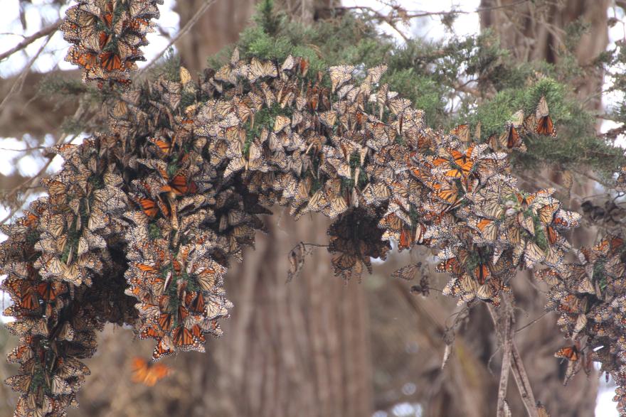 a large cluster of monarch butterflies gathered on the branches of a tree. Photo Source - USDA