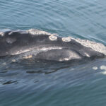 Representative Image. North Atlantic right whale. Photo Source: FWC Fish and Wildlife Research (CC BY-NC-ND 2.0)