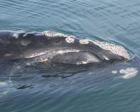 Representative Image. North Atlantic right whale. Photo Source: FWC Fish and Wildlife Research (CC BY-NC-ND 2.0)