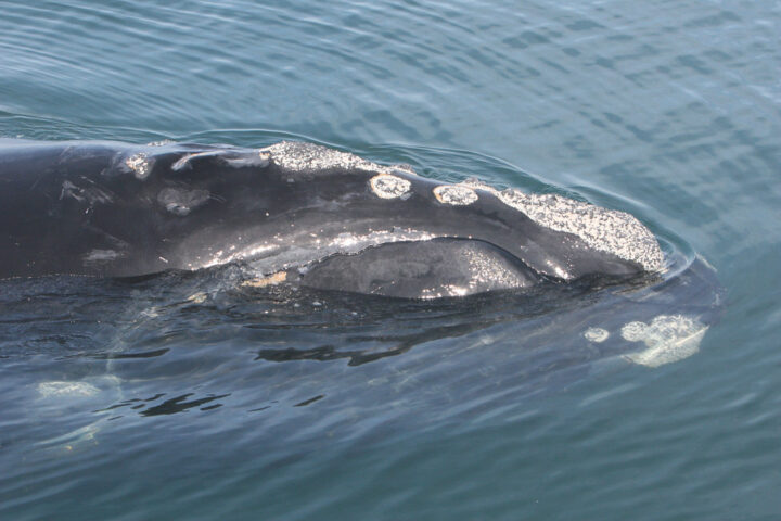 Representative Image. North Atlantic right whale. Photo Source: FWC Fish and Wildlife Research (CC BY-NC-ND 2.0)