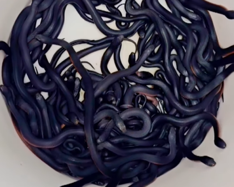 A cluster of numerous small, dark-colored snakes coiled together in a tight, intertwined mass. Photo Source - Reptile Relocation Sydney (Facebook)