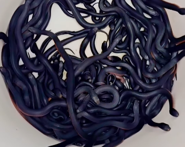 A cluster of numerous small, dark-colored snakes coiled together in a tight, intertwined mass. Photo Source - Reptile Relocation Sydney (Facebook)