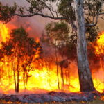 A forest fire with intense flames. Photo Source: Bertknot (CC BY-SA 2.0)