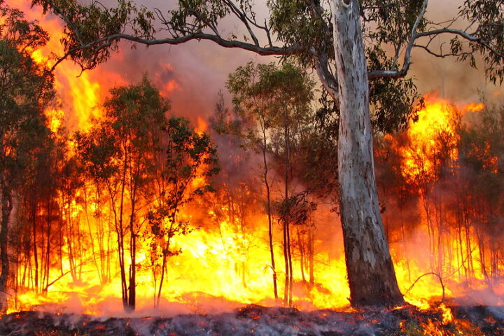 A forest fire with intense flames. Photo Source: Bertknot (CC BY-SA 2.0)