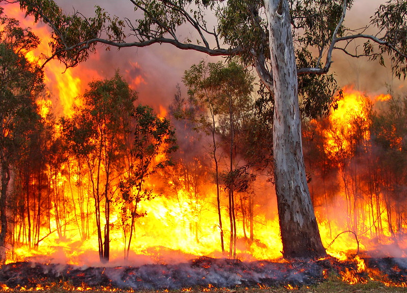 A forest fire with intense flames. Photo Source: Bertknot (CC BY-SA 2.0)