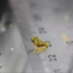 Precious Froglets Have Been Born Photo Source: London Zoo