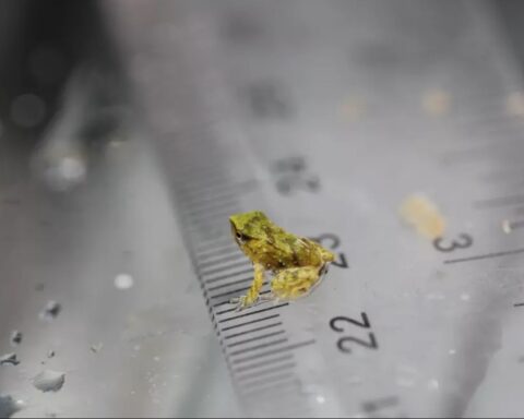 Precious Froglets Have Been Born Photo Source: London Zoo