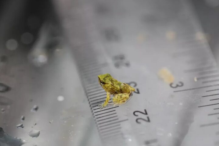 Precious Froglets Have Been Born Photo Source: London Zoo