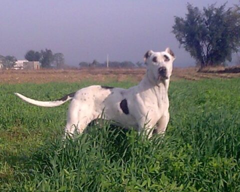 White dog with black spots standing in green field. Photo Source: Nicolas2200 (CC0 1.0).