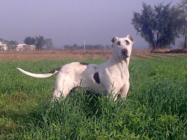 White dog with black spots standing in green field. Photo Source: Nicolas2200 (CC0 1.0).