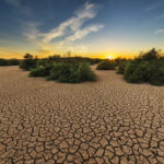 Cracked earth, parched landscape, sparse shrubs, sunset. Photo Source: CABI News.