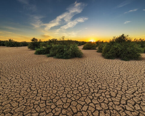 Cracked earth, parched landscape, sparse shrubs, sunset. Photo Source: CABI News.