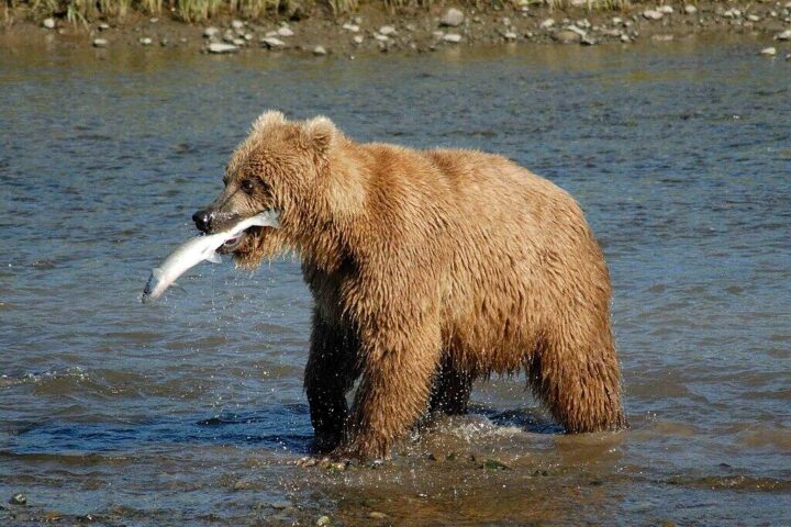 Bear Alaska.