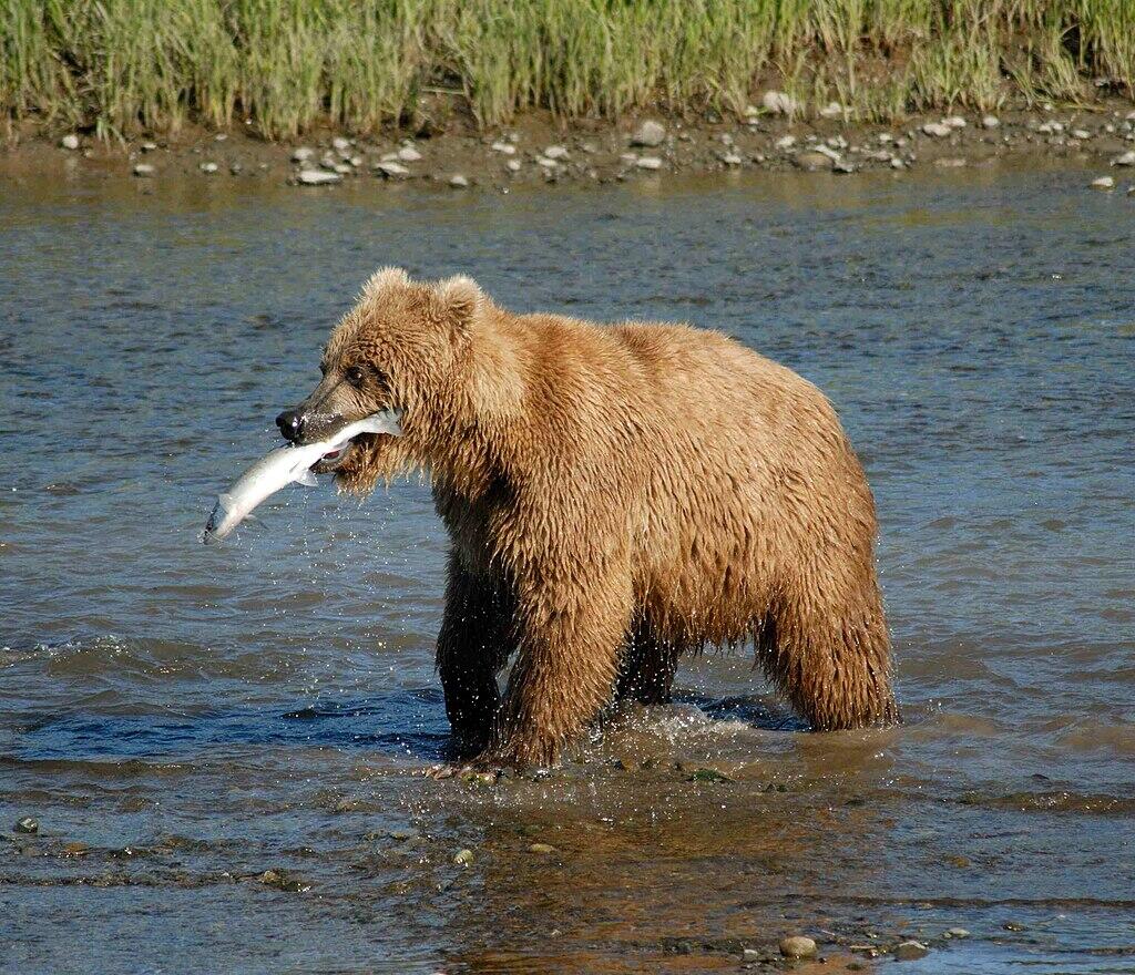 Bear Alaska.