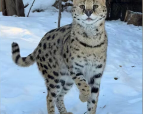 The male serval, seized during a November 2023 enforcement operation by Alberta Fish and Wildlife, found a nurturing home at Edmonton Valley Zoo. Photo Source: Edmonton Valley Zoo