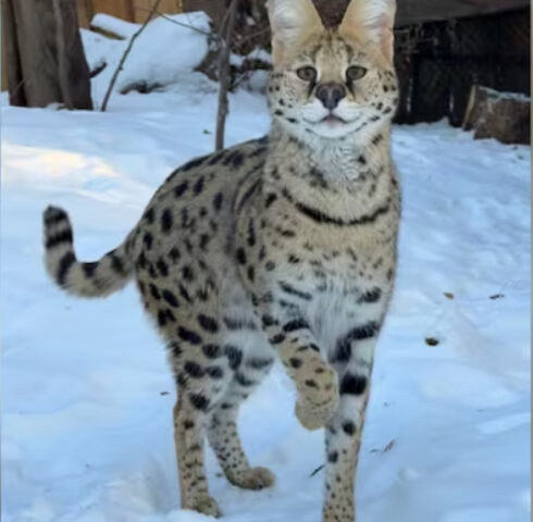 The male serval, seized during a November 2023 enforcement operation by Alberta Fish and Wildlife, found a nurturing home at Edmonton Valley Zoo. Photo Source: Edmonton Valley Zoo