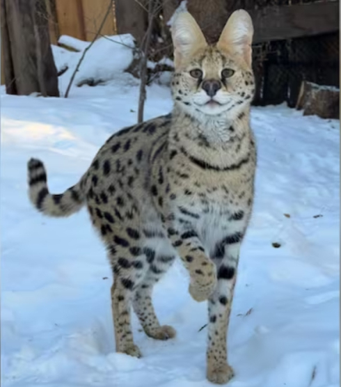 The male serval, seized during a November 2023 enforcement operation by Alberta Fish and Wildlife, found a nurturing home at Edmonton Valley Zoo. Photo Source: Edmonton Valley Zoo