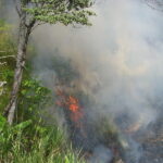 Representative image Rain Forest Fire, Photo Source : Kahunapule Michael Johnson Flickr (CC BY-NC-SA 2.0)