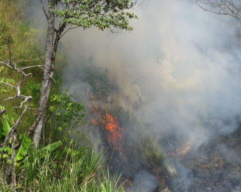 Representative image Rain Forest Fire, Photo Source : Kahunapule Michael Johnson Flickr (CC BY-NC-SA 2.0)