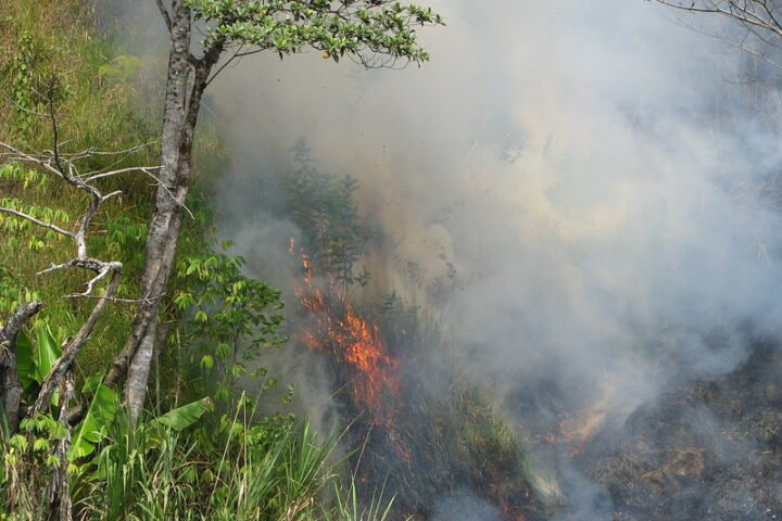 Representative image Rain Forest Fire, Photo Source : Kahunapule Michael Johnson Flickr (CC BY-NC-SA 2.0)