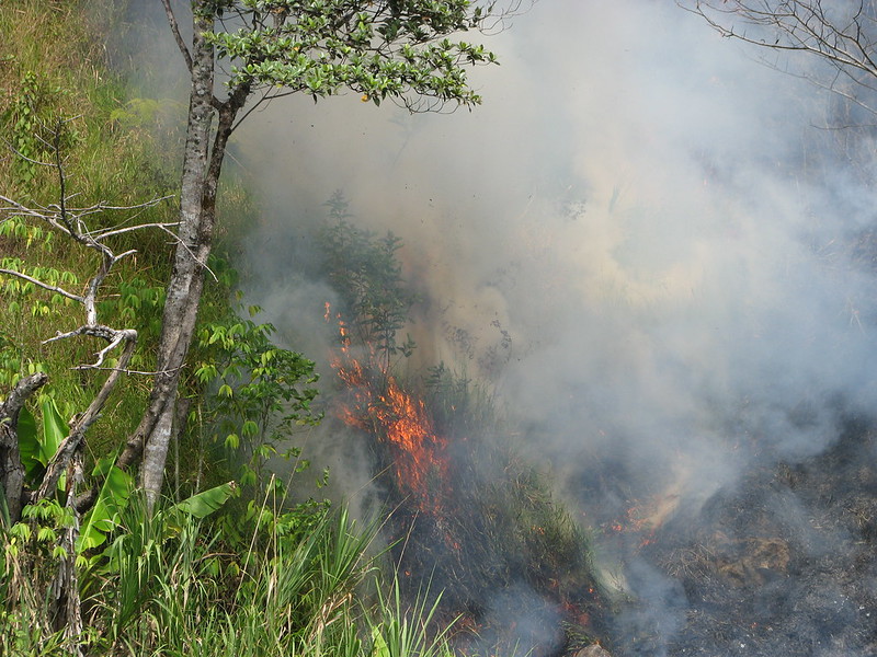 Representative image Rain Forest Fire, Photo Source : Kahunapule Michael Johnson Flickr (CC BY-NC-SA 2.0)