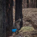 Wildlife carers tended to burned or displaced animals such as this wallaby. Photo credit: Jo-Anne McArthur/We Animals