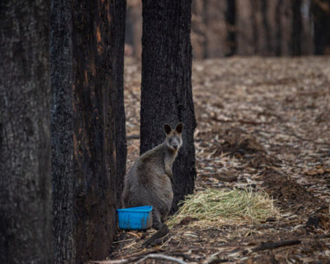 Wildlife carers tended to burned or displaced animals such as this wallaby. Photo credit: Jo-Anne McArthur/We Animals