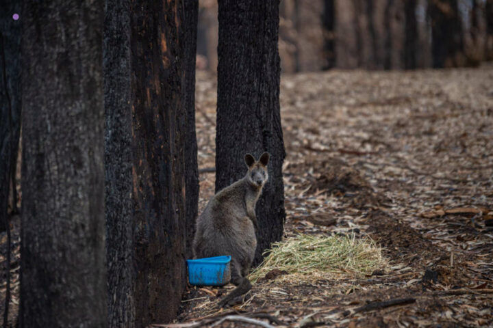 Wildlife carers tended to burned or displaced animals such as this wallaby. Photo credit: Jo-Anne McArthur/We Animals