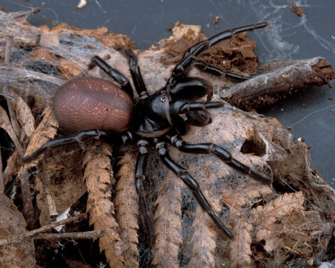 Representative Image: A female funnel web spider, Hexathelidae.