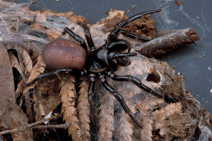 Representative Image: A female funnel web spider, Hexathelidae.