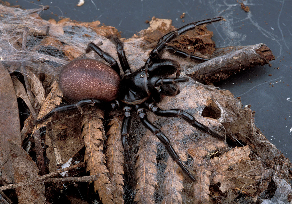 Representative Image: A female funnel web spider, Hexathelidae.