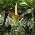 Corpse Flower at the U.S. Botanic Garden. Photo Source: itoldya