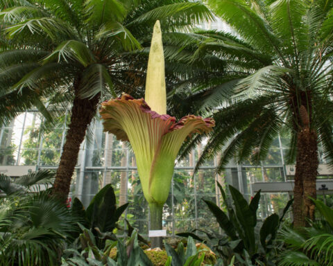 Corpse Flower at the U.S. Botanic Garden. Photo Source: itoldya