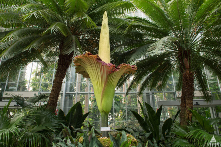 Corpse Flower at the U.S. Botanic Garden. Photo Source: itoldya